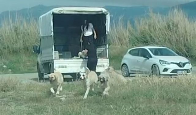 Kuşların doğal alanına kamyonetle çok sayıda köpek bıraktılar