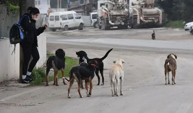 Bakanlıktan sahipsiz köpek saldırılarıyla ilgili adım: Üç belediyeye inceleme ve soruşturma süreci