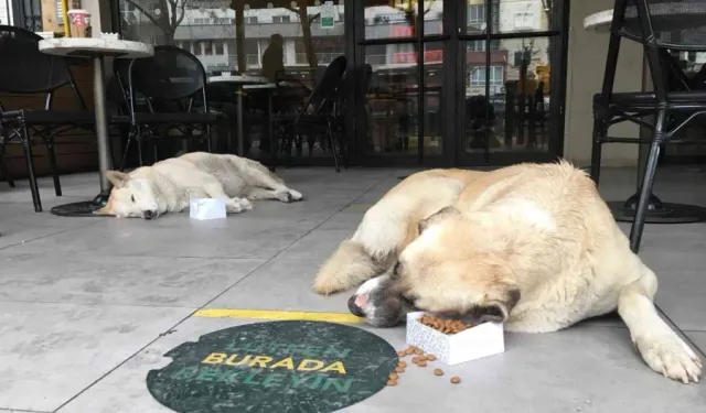 Kafe ve restoranlara evcil hayvan girişi tamamen yasaklanıyor