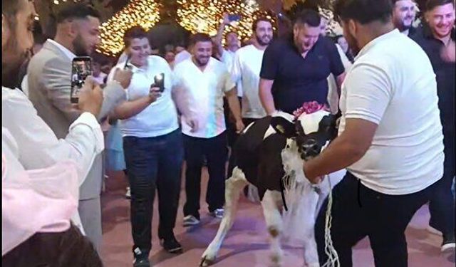 Takı töreninde damada dana hediye ettiler