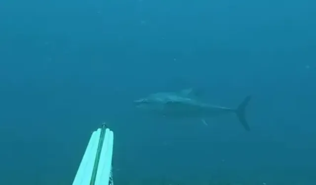 Gökçeada'da zıpkınla 1 metre 82 santim boyunda orkinos avladılar