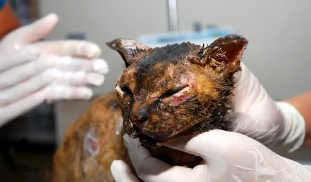 Alevlerin arasında kalan kedi 'Luna', tedaviye alındı