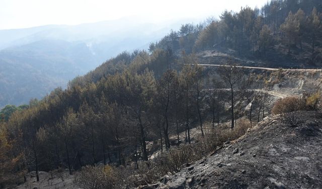 Aydın’daki orman yangını 3'üncü gününde