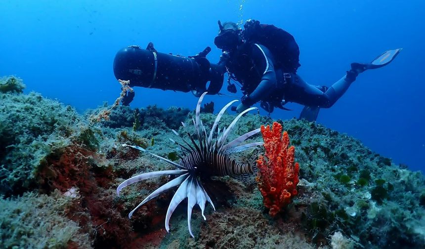Kuşadası'nın Su Altı Dünyası, Dalış Tutkunlarının Gözdesi Oldu