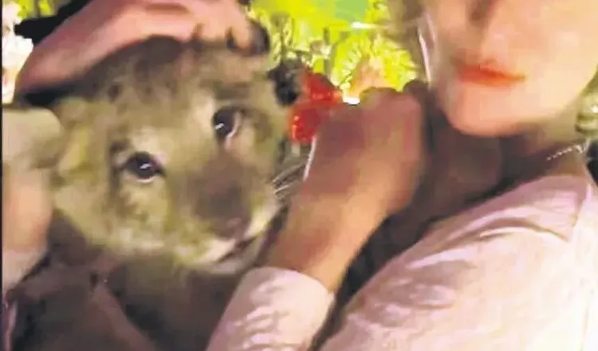 Meksika’da olaylı parti: Türk iş insanı Sinan Tuna, partiye gizlice aslan soktu