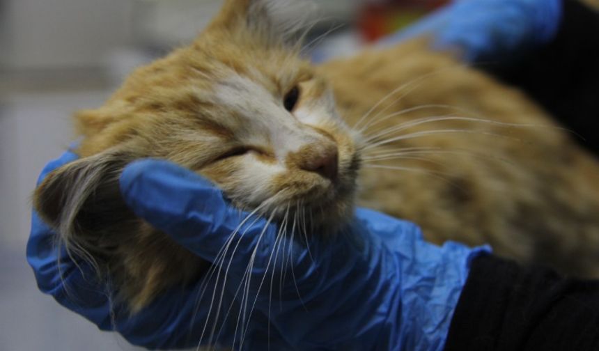 Sivas'ta kedi AIDS'ine rastlandı, uzmanı 'kontrol' uyarısı yaptı