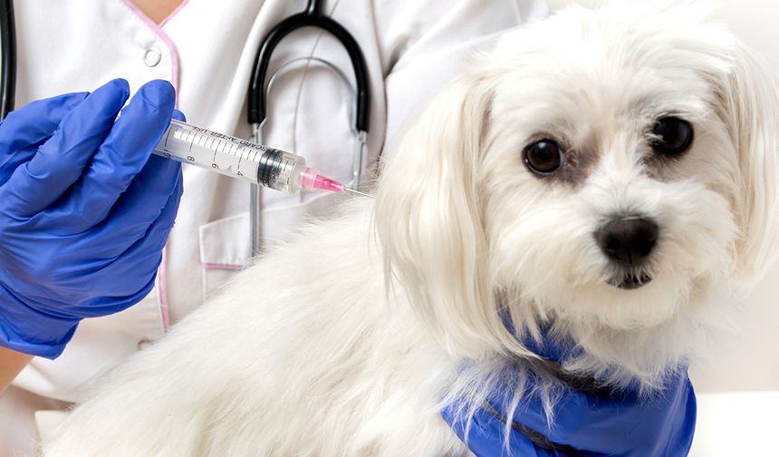 Prof. Dr. Hecer: Türkiye’de hastalıkların yüzde 61’i, hayvandan insana bulaşan hastalıklardan oluşuyor