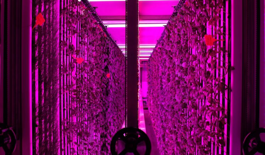 Üniversite kampüsünde 7 bin metrekareye eş değer dikey tarım laboratuvarı kuruldu