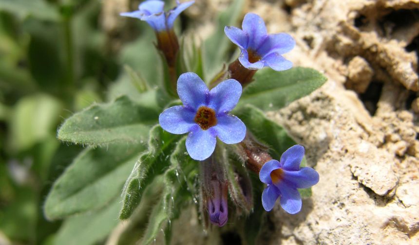 Endemik türü koparmanın cezası 699 bin 245 TL