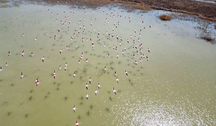 Kayseri’de flamingoların görsel şöleni dron kamerasında