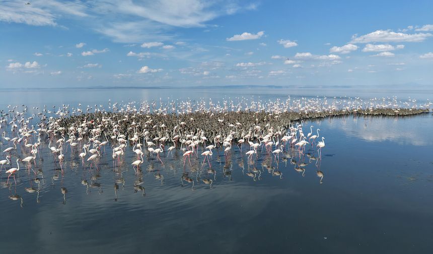 Tuz Gölü'nde 5 bin yavru flamingo kuluçkadan çıktı