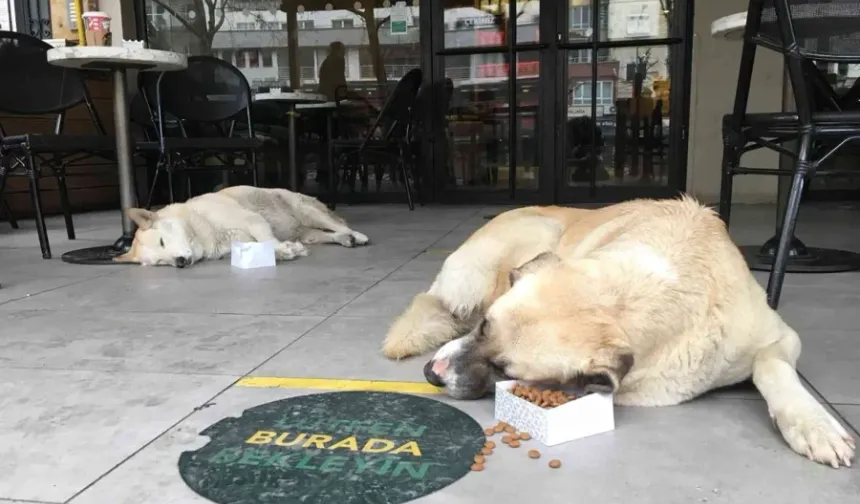 Kafe ve restoranlara evcil hayvan girişi tamamen yasaklanıyor