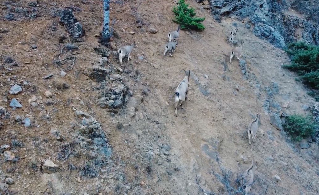 Kaçak Yaban Keçisi Avlayanlar Dronla Yakalandı