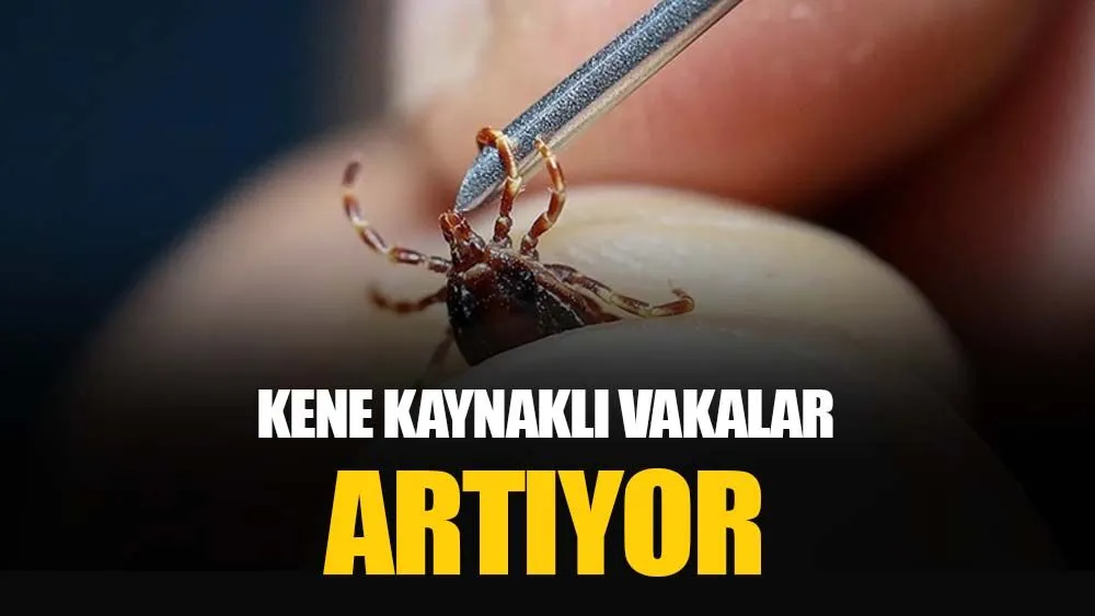 Kene1
