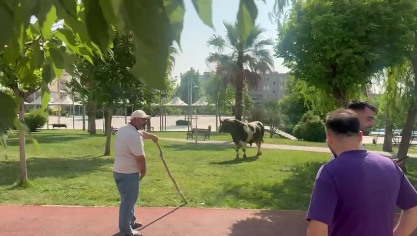S A N L I U R F A’ D A K U R B A N L I K B O G A N I N S A L D I R I S I 753505 222397