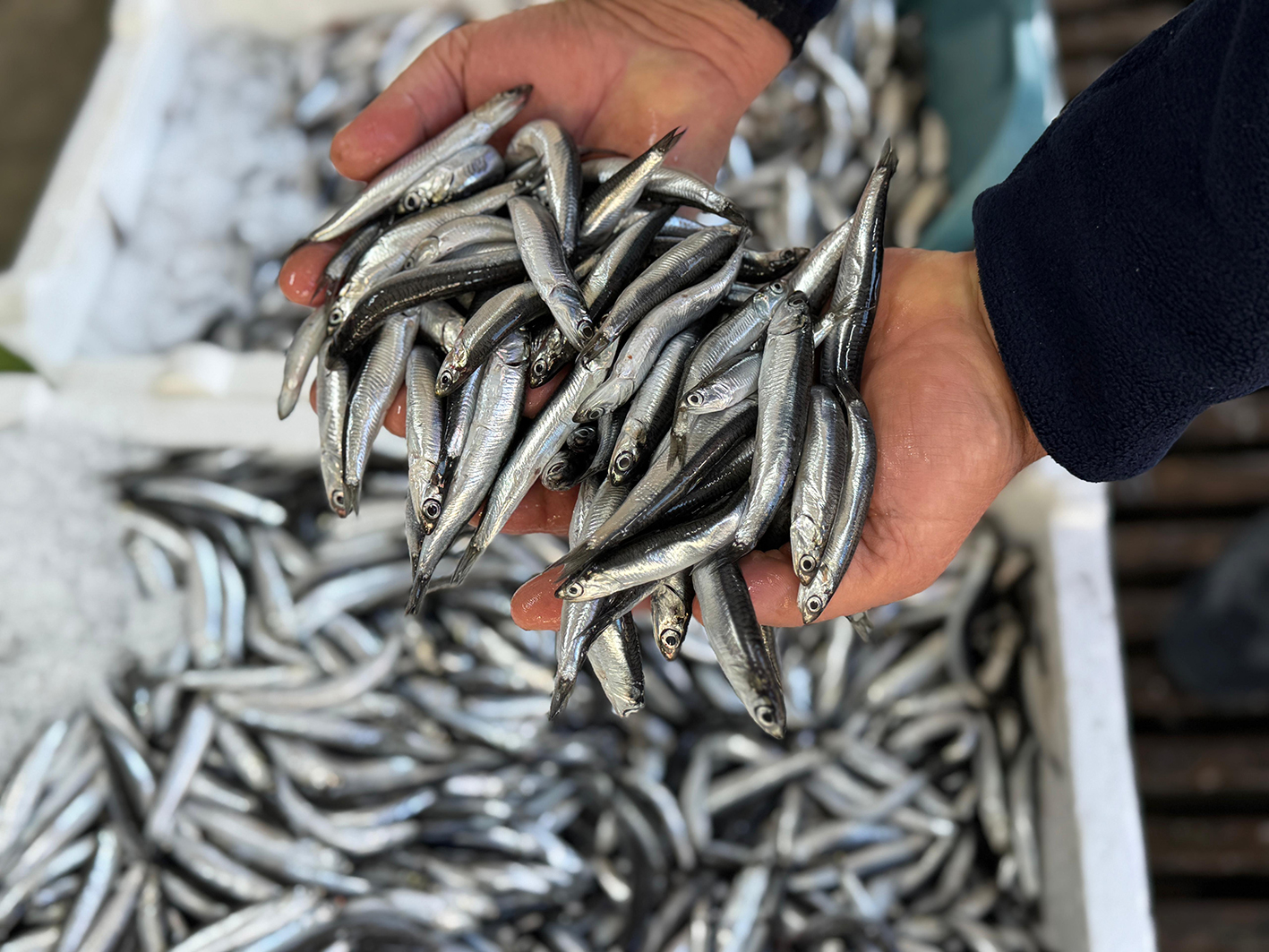 K A R A D E N I Z D E A S I R I A V C I L I K N E D E N I Y L E H A M 991092 294061