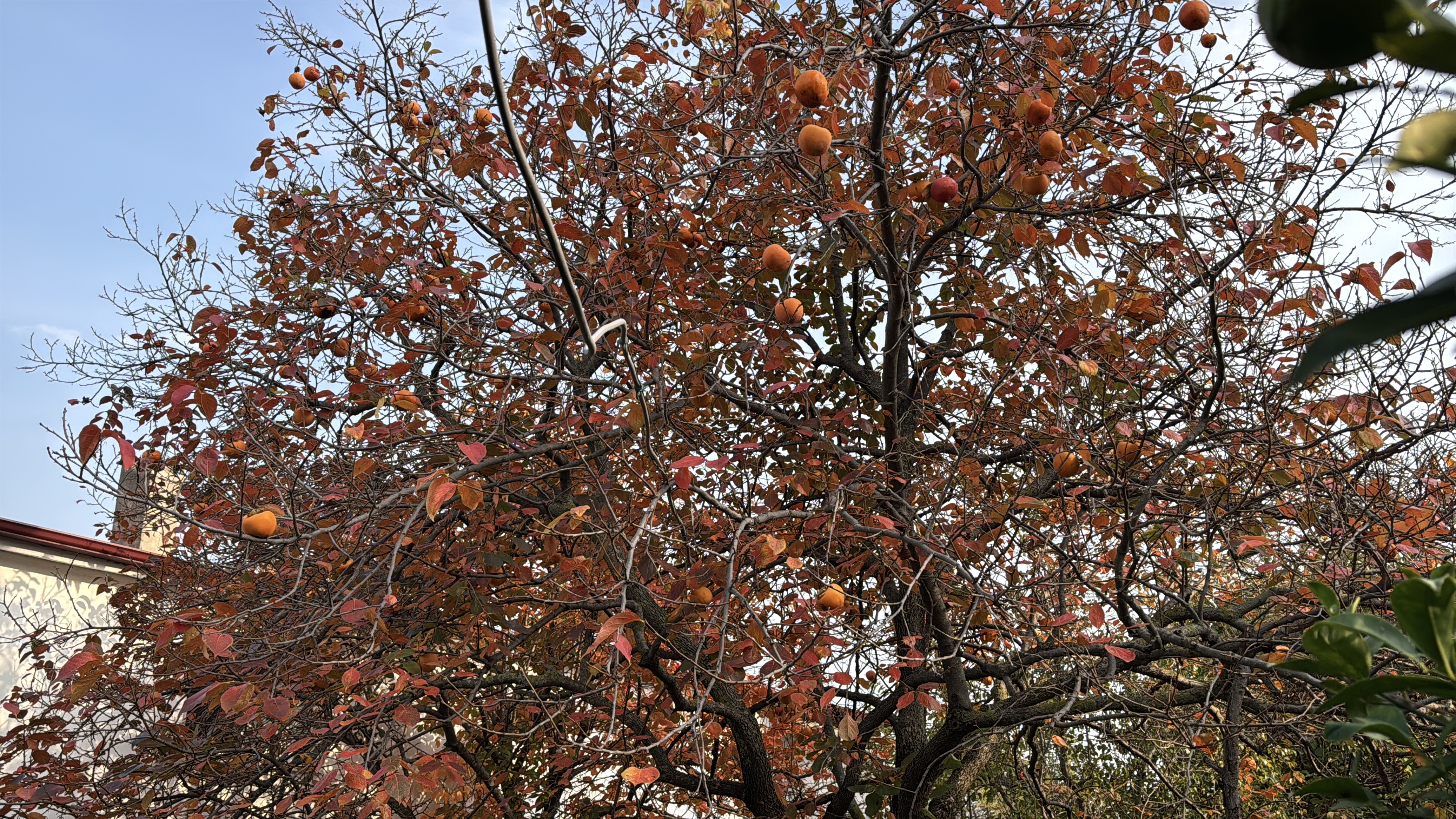 86 Y A S I N D A A R A Z I S I N D E 54 F A R K L I O R G A N I K 1017642 301912