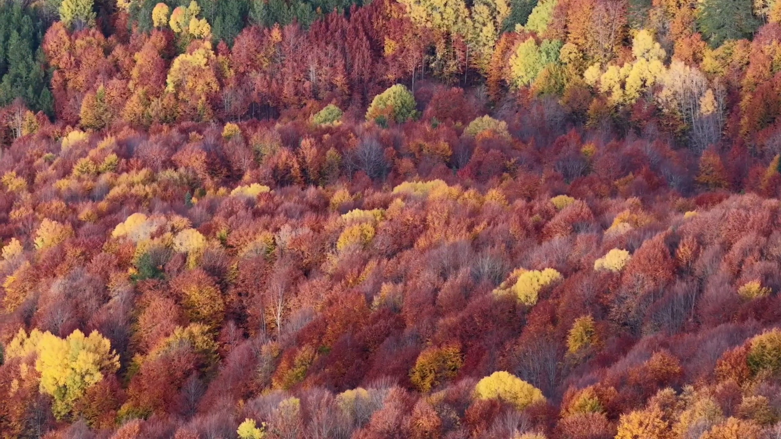 B O L U M E N G E N D E S O N B A H A R G U Z E L L I G I 999483 296545