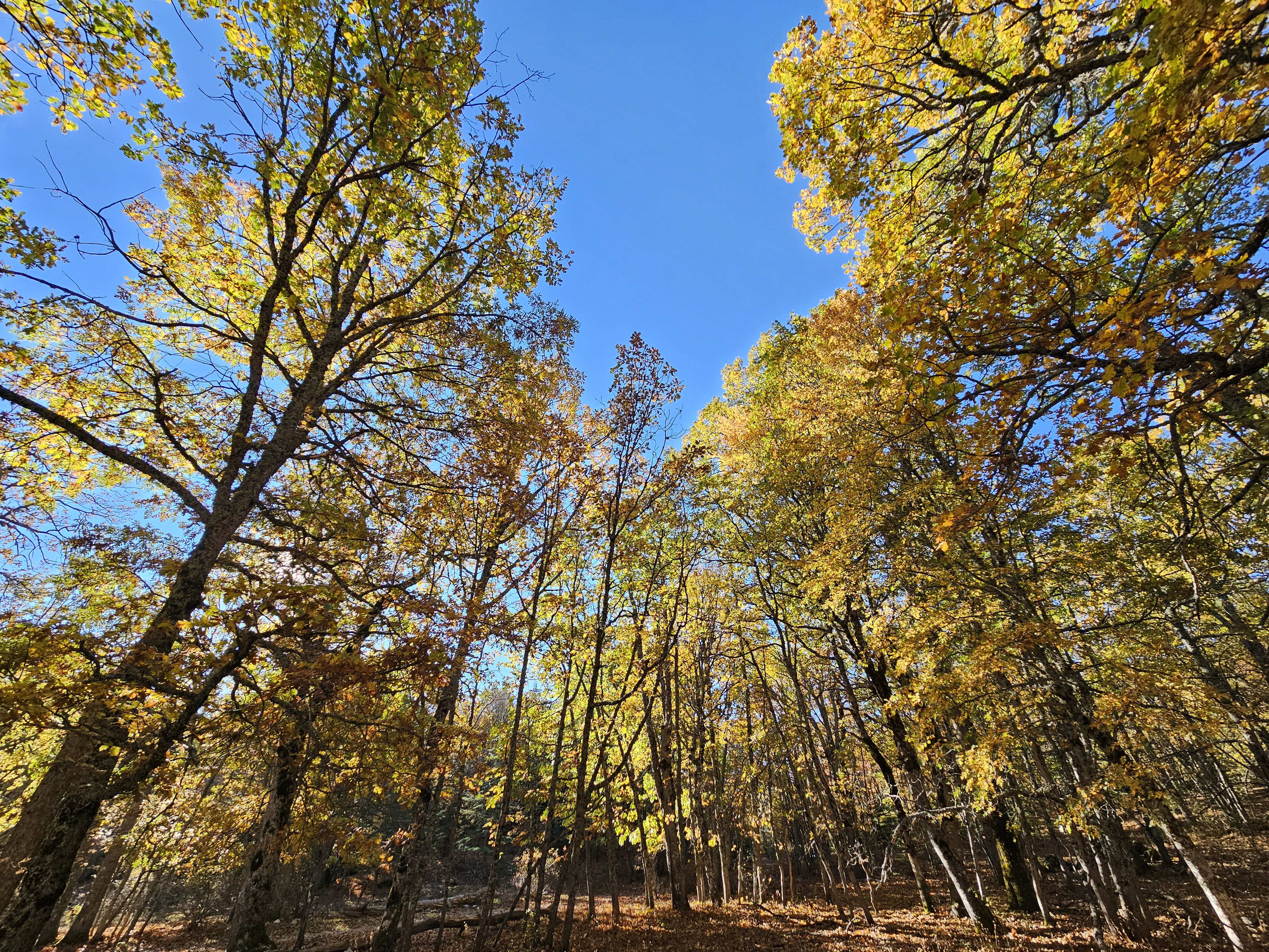 D U N Y A D A K I T E K K A S N A K M E S E S I O R M A N I N A I Z I 997662 295986