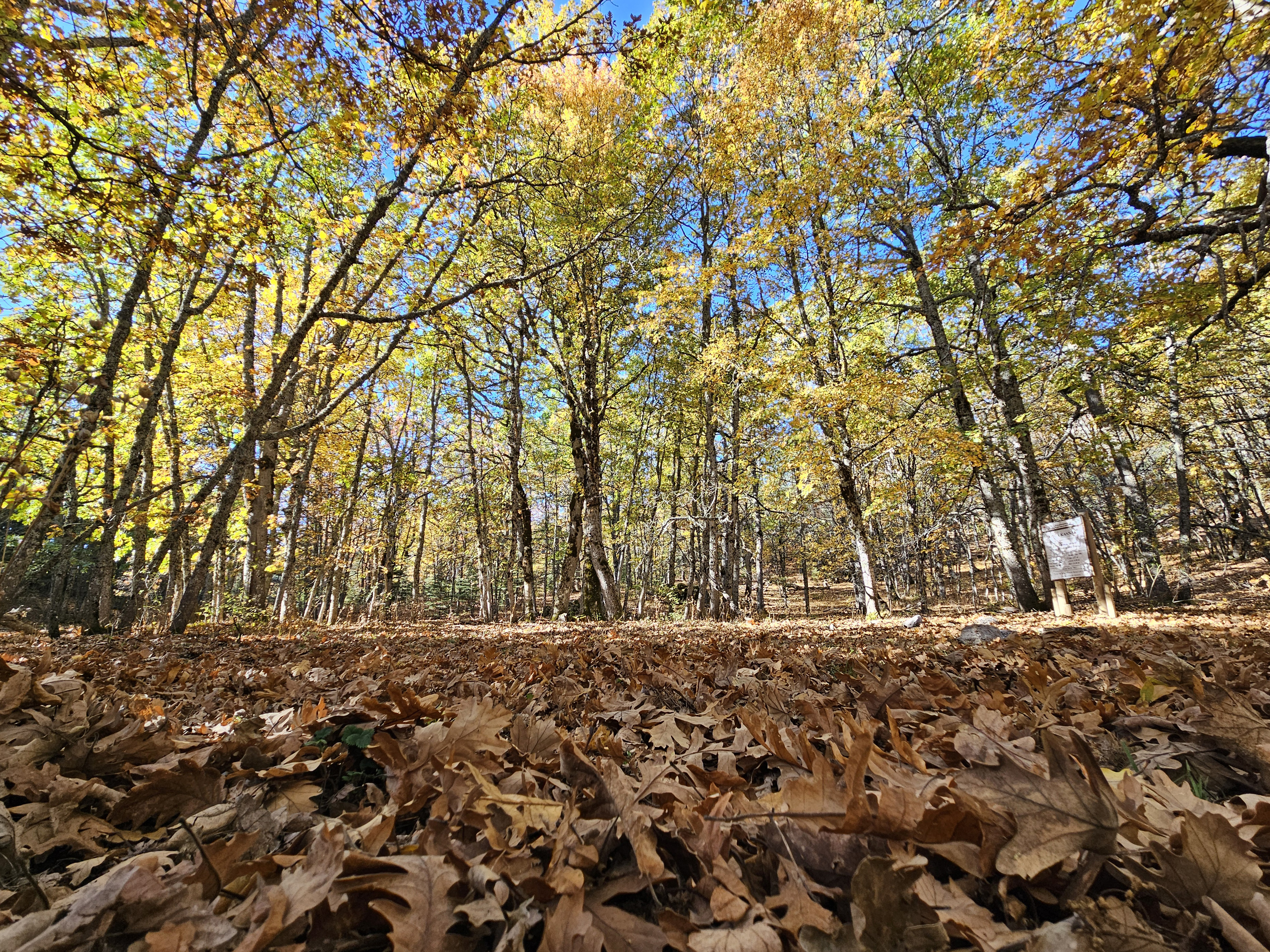 D U N Y A D A K I T E K K A S N A K M E S E S I O R M A N I N A I Z I 997663 295986