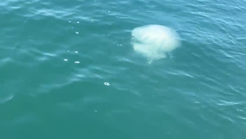 I S K E N D E R U N K O R F E Z I N D E Z E H I R L I D E N I Z A N A S 998735 296312