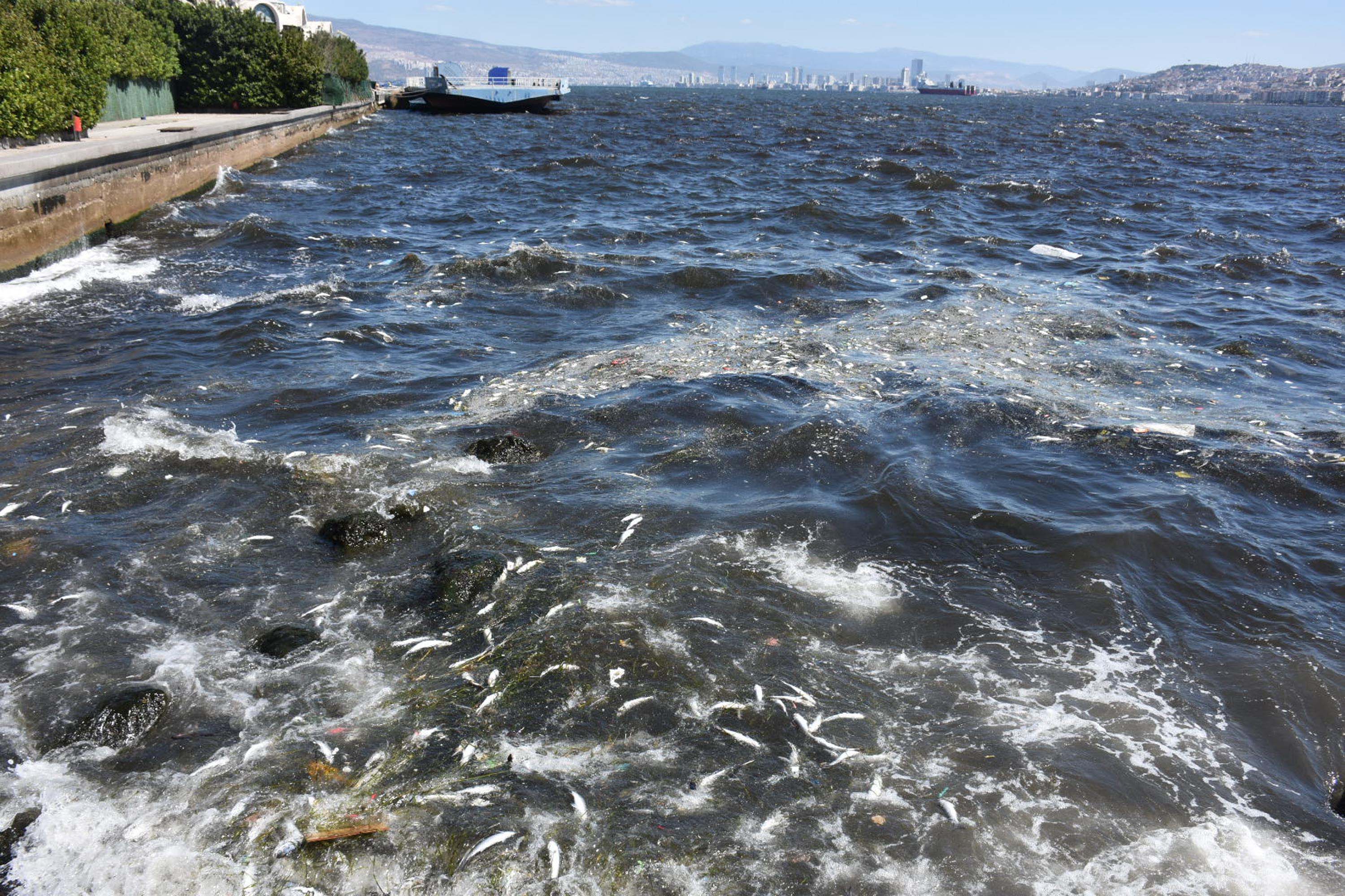 I Z M I R K O R F E Z I N D E K O T U K O K U S U R U Y O R D E N 1008811 299243