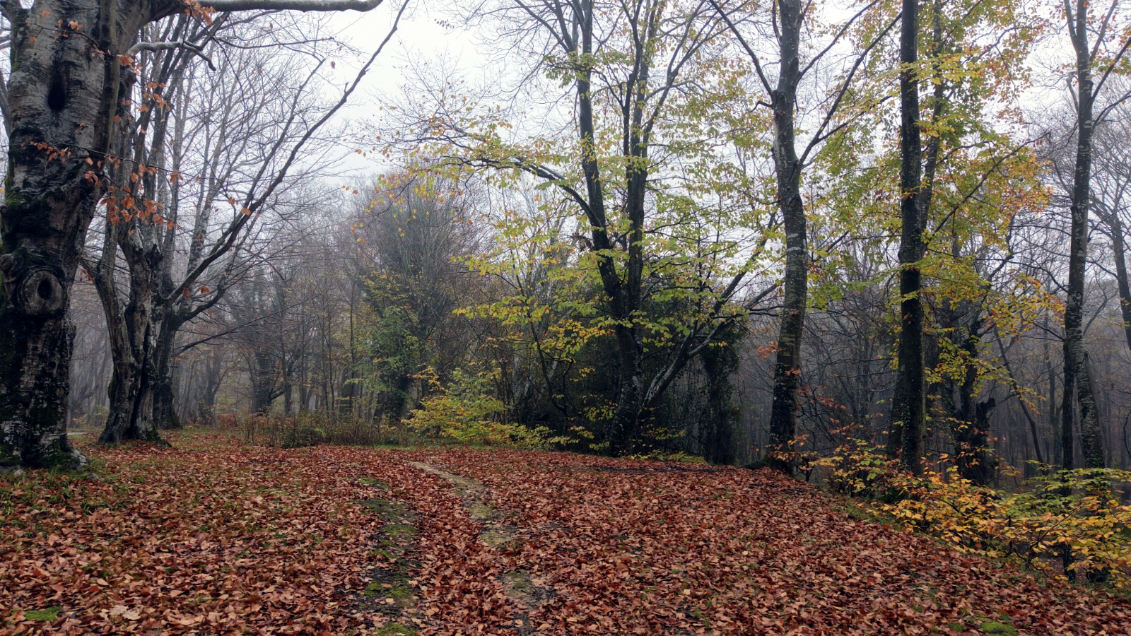 I S T R A N C A D A G L A R I E T E K L E R I D O G A F O T O G R A F 1052470 312289