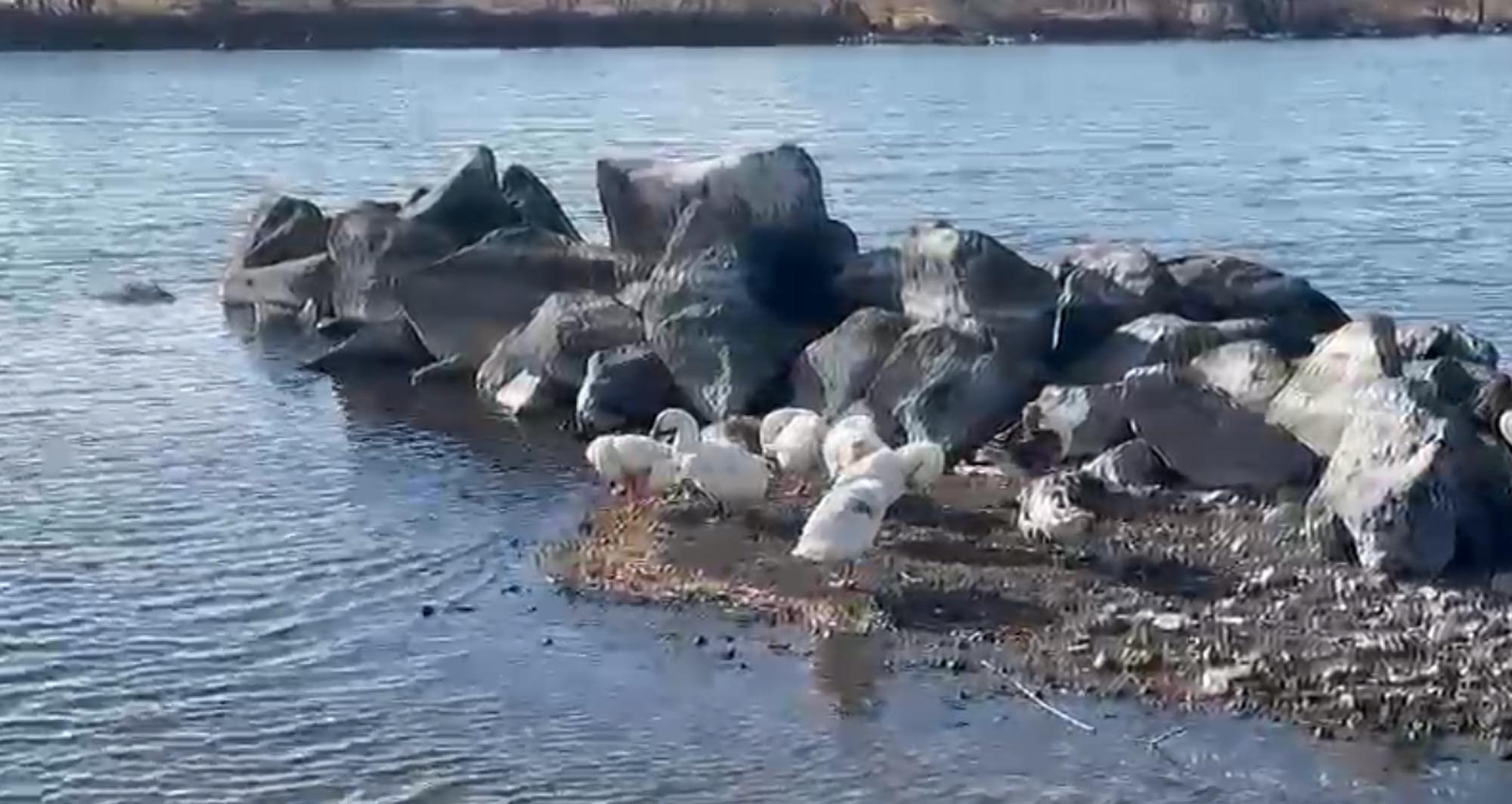 S I C A K L I K L A R M E V S I M N O R M A L I U Z E R I N D E C I L 1055203 313132