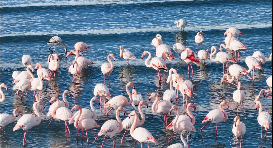 F L A M I N G O L A R S O G U K H A V A Y A R A G M E N G O C E T M E 1107409 328781