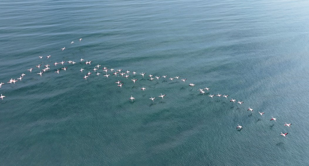 F L A M I N G O L A R S O G U K H A V A Y A R A G M E N G O C E T M E 1107412 328781