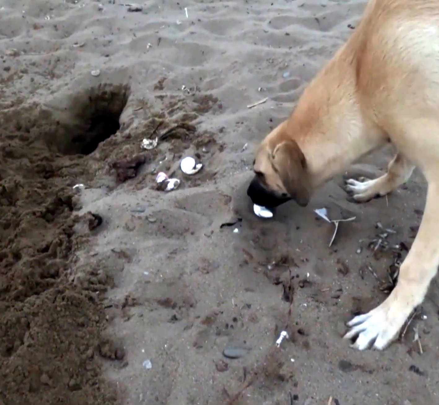 H E R 10 C A R E T T A Y U V A S I N D A N 1 I T A H R I P O L D 1093756 324664