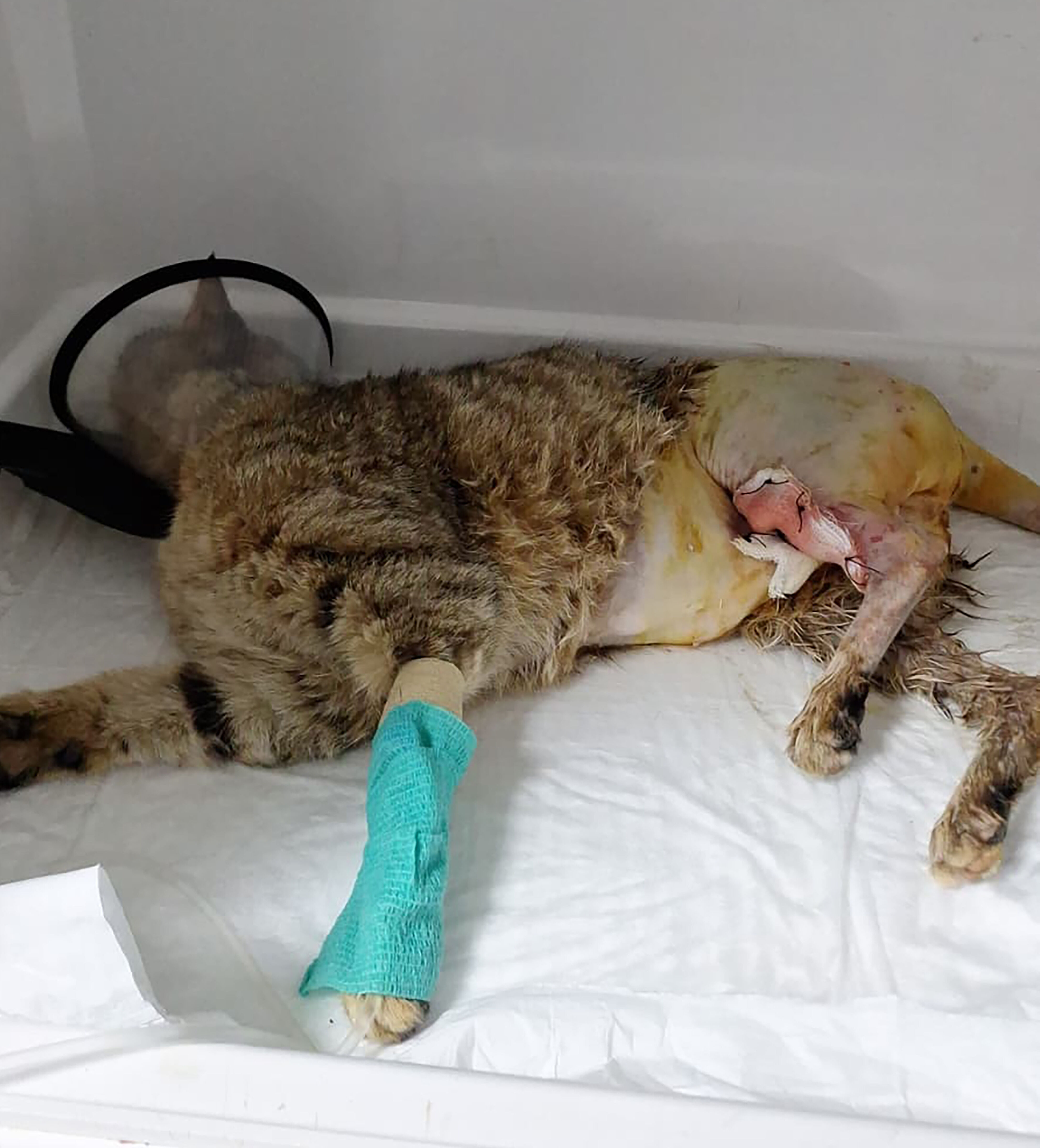 K A M Y O N E T I Y L E K E D I Y I E Z E N S U R U C U Y E 1 A Y H 1137611 337654