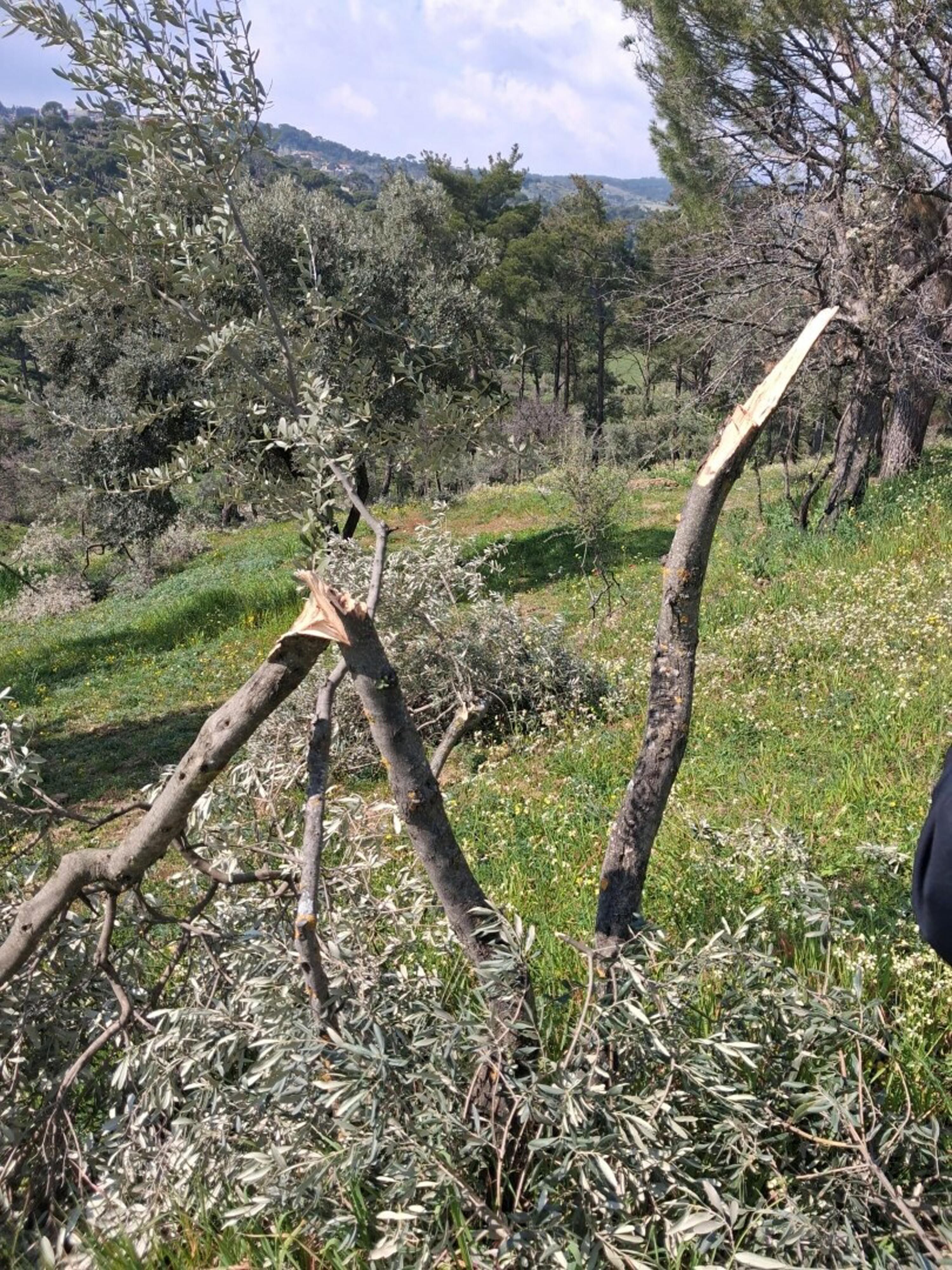 A Y D I N D A 700 I N C I R V E Z E Y T I N A G A C I K E S I L 1230381 365962