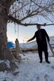 C O K Y E D I G I N I I D D I A E T T I G I K O P E G I N I A G A C A 1237690 368115