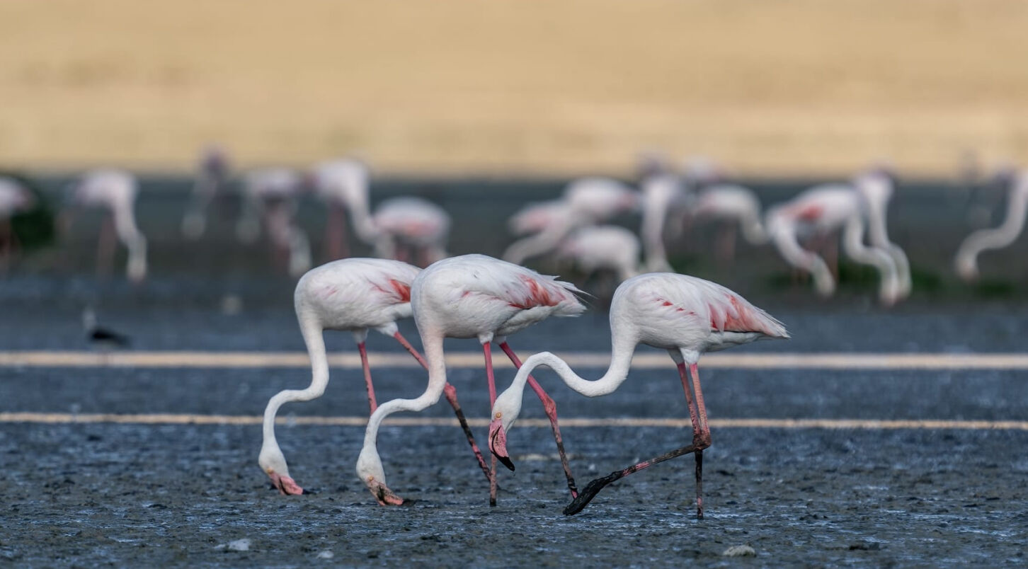 F L A M I N G O L A R T U Z G O L U N E G E L M E Y E B A S L A D I 1218437 362326