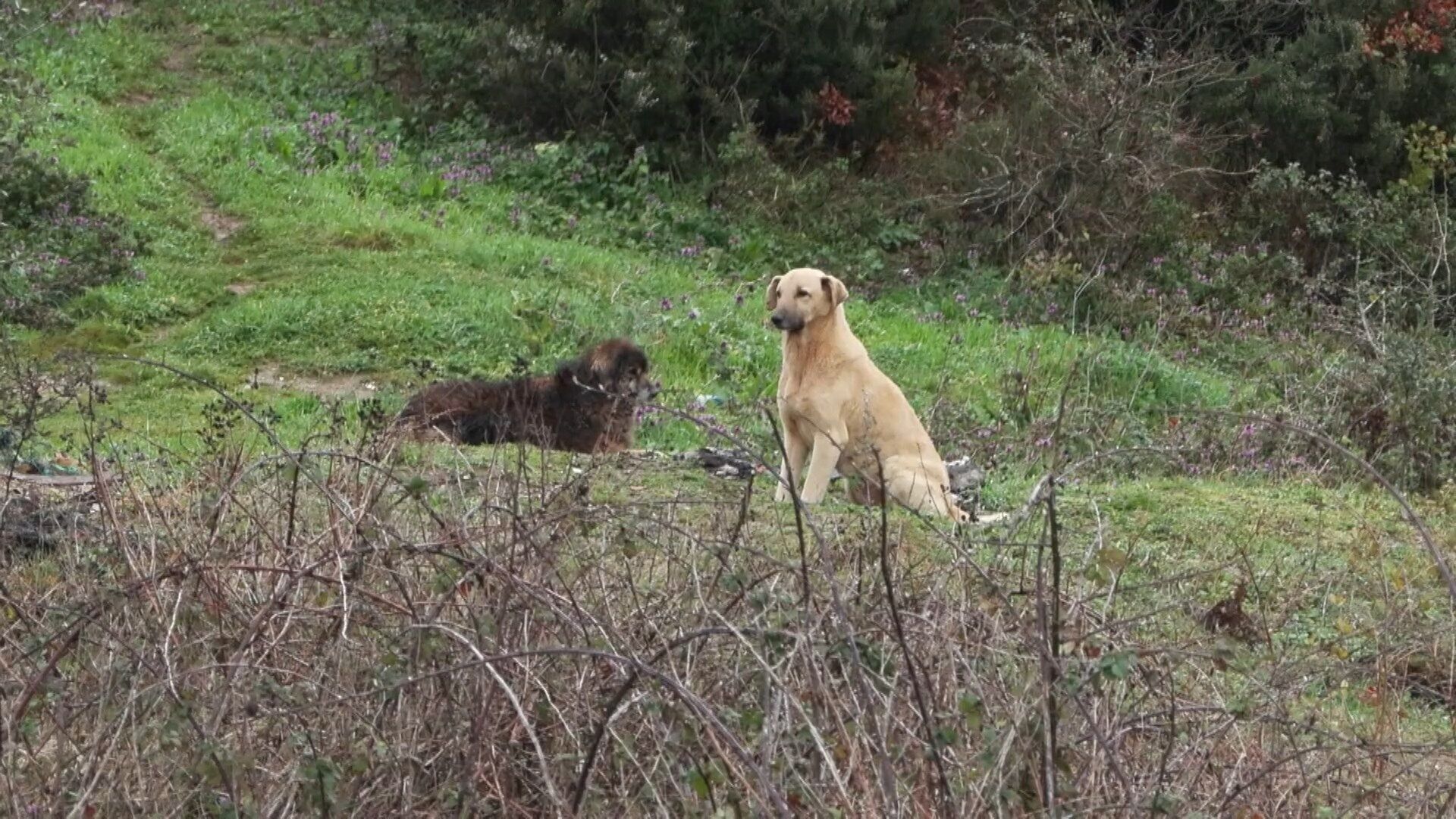 I S T A N B U L E Y U P S U L T A N D A O K U L D A N E V E D O N 1227710 365175