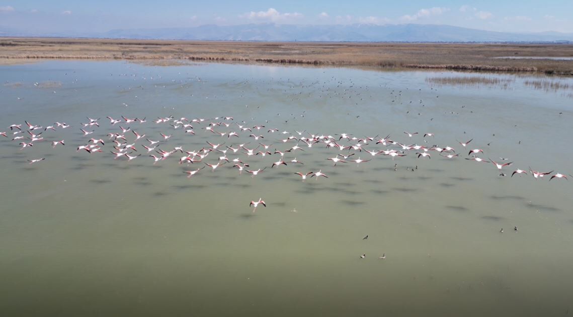 K A Y S E R I’ D E F L A M I N G O L A R I N G O R S E L S O L E N I D 1234282 367066