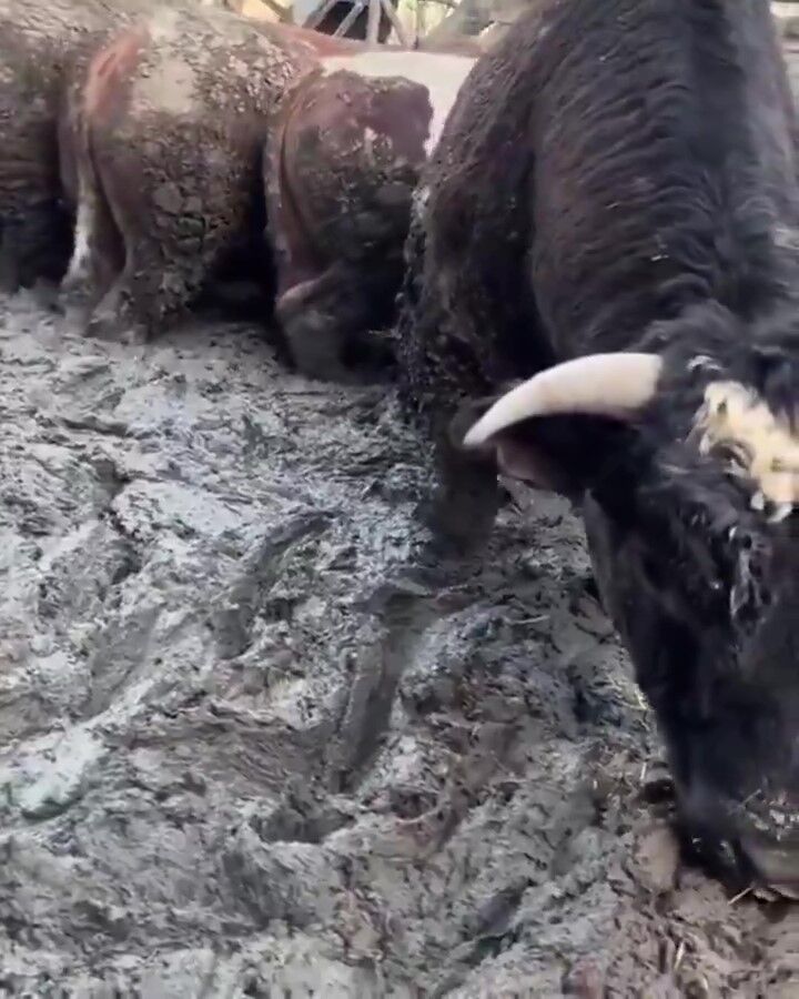 S A N A L M E D Y A D A T E P K I C E K E N B E S I C I F T L I G I N 1209831 359795-1