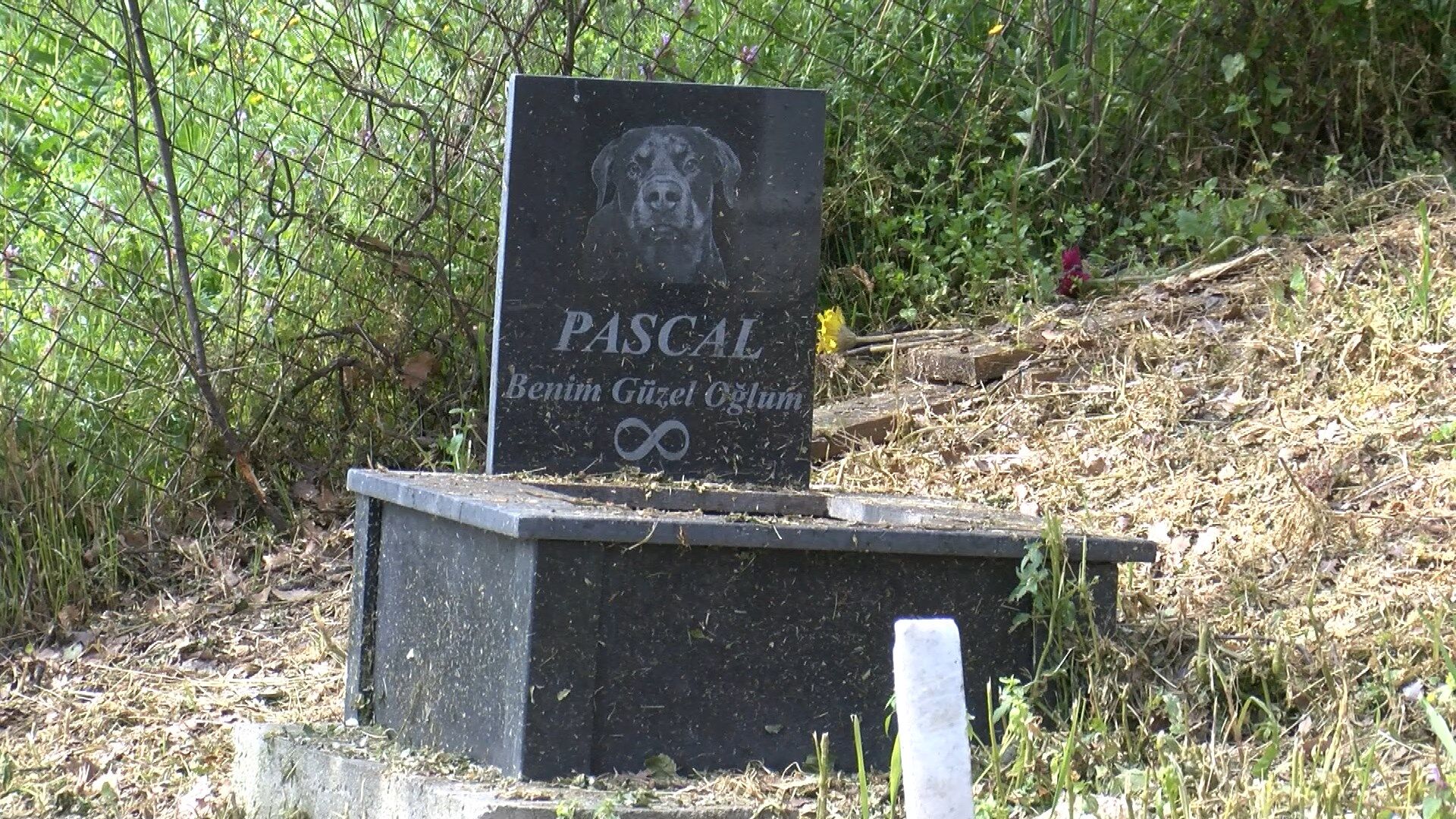 T U R K I Y E N I N I L K E V C I L H A Y V A N M E Z A R L I G I N A 1220231 362814