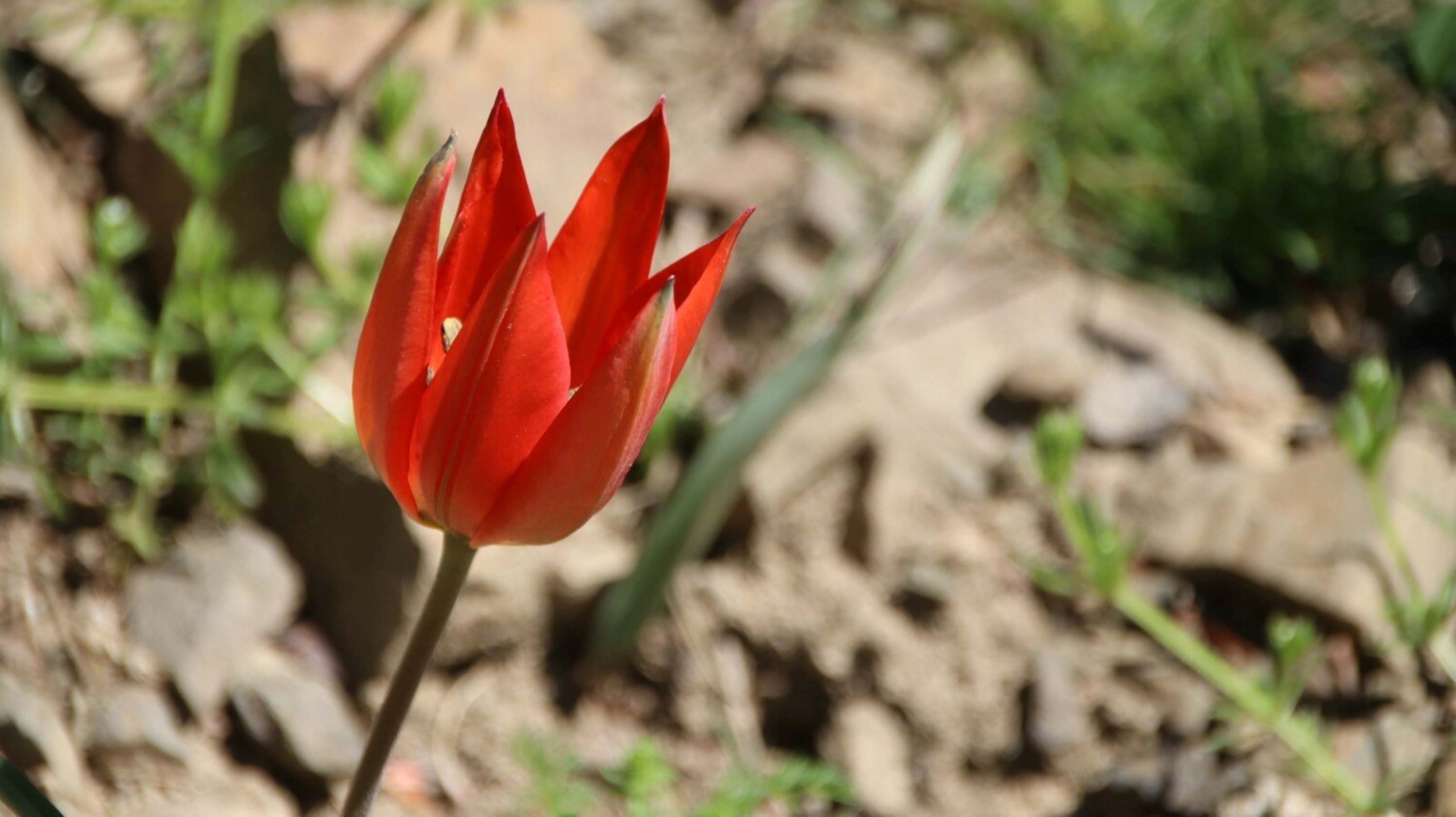 10 G U N C A N L I K A L A B I L E N M A N I S A L A L E L E R I A 1280631 381039