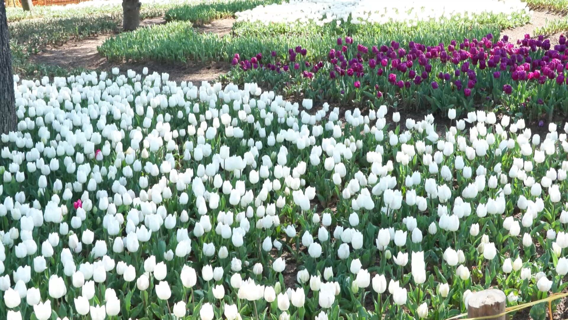 I S T A N B U L D A L A L E Z A M A N I T A R I H I P A R K V E 1246164 370751