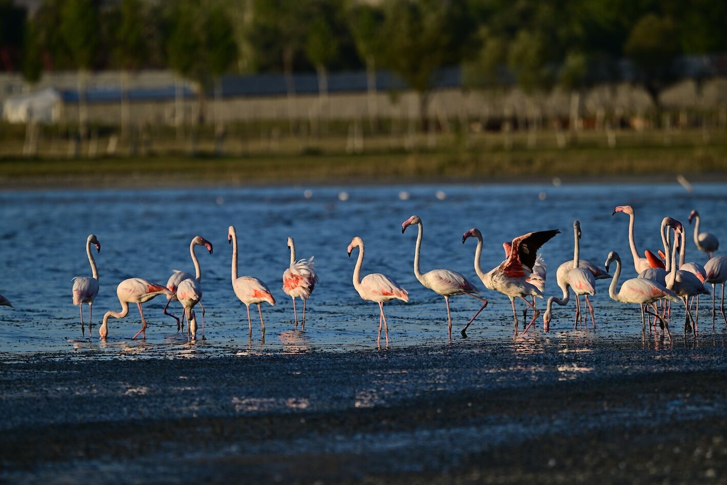 V A N D A J A N D A R M A F L A M I N G O L A R I C I N 724 D 1280122 380875