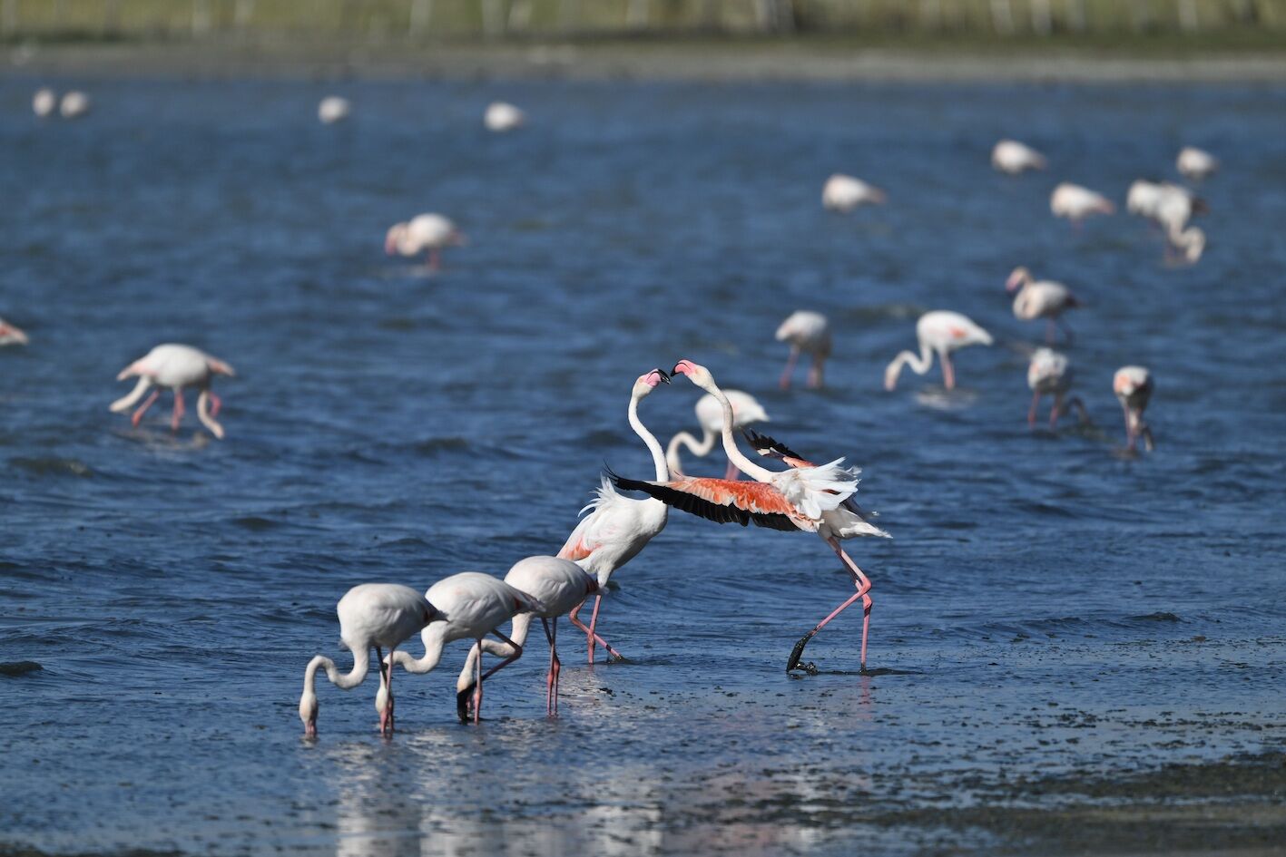 V A N D A J A N D A R M A F L A M I N G O L A R I C I N 724 D 1280129 380875