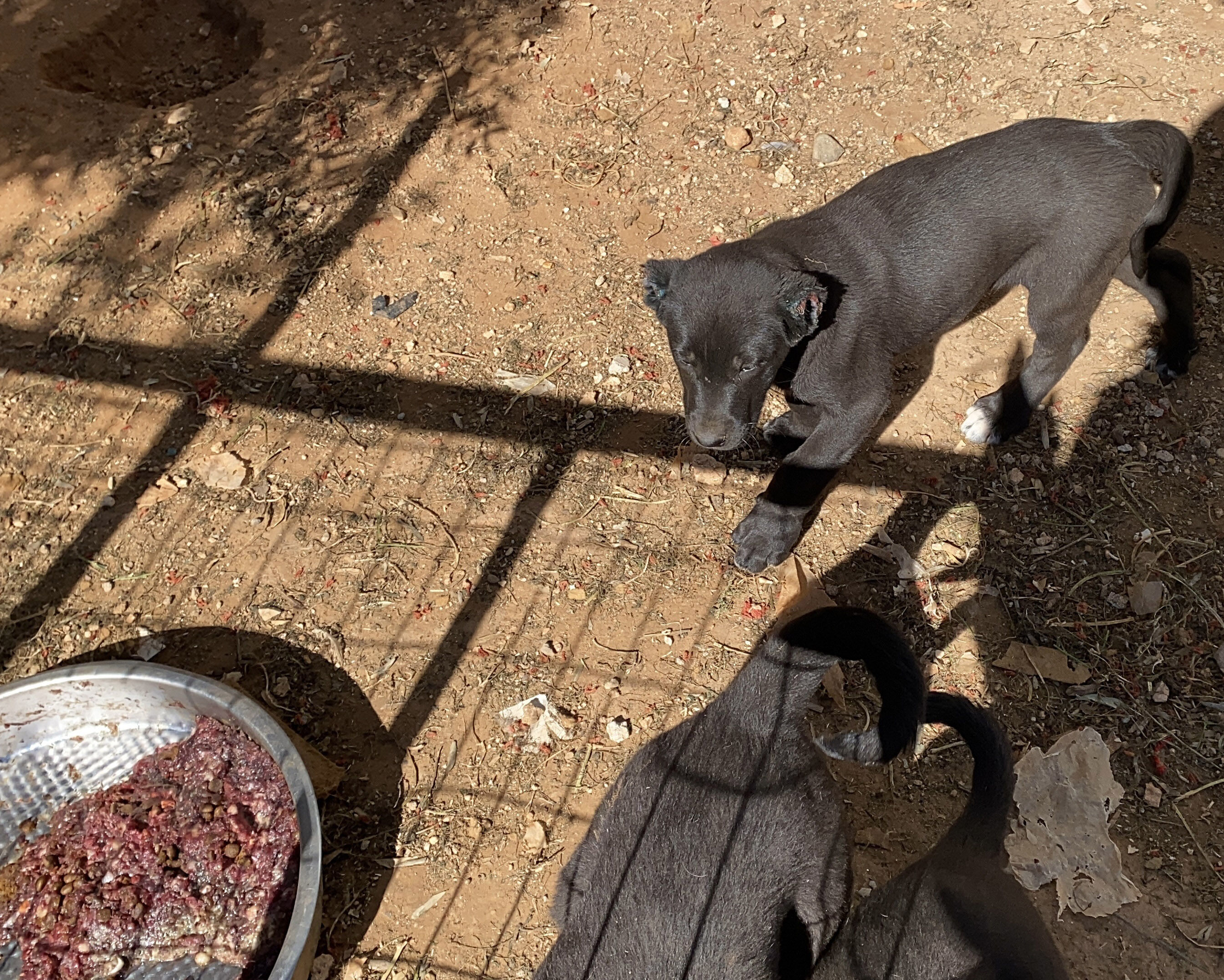 Y A V R U K O P E K L E R I N K U L A K L A R I N I K E S I P S A T A N 1242168 369567