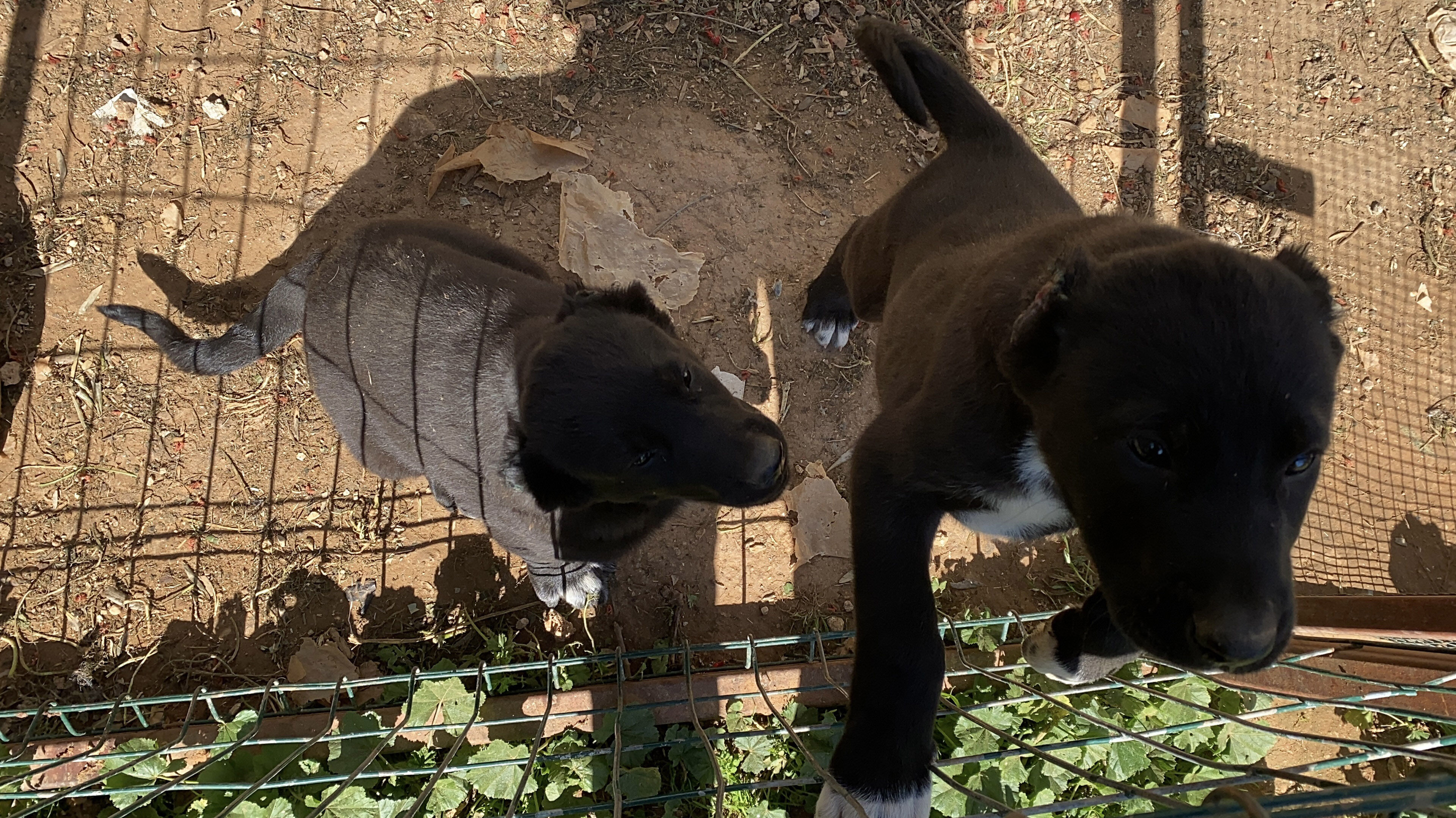 Y A V R U K O P E K L E R I N K U L A K L A R I N I K E S I P S A T A N 1242169 369567