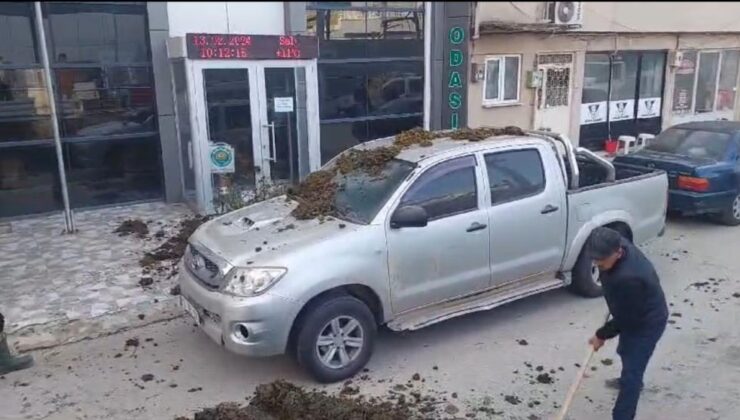 CHP'li Başkan Adayına Dışkı Şoku!