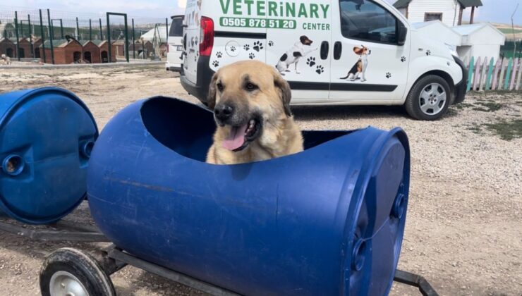 Ankara'da Engelli Köpeklere Trenli Gezi