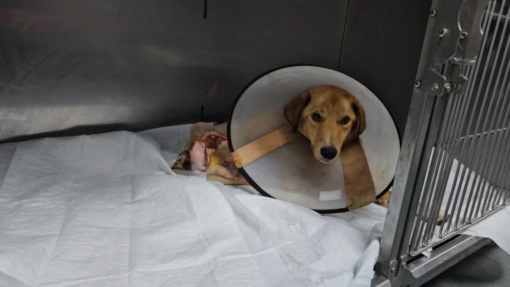 Zonguldak’ta İnsanlık Dışı Olay: Hamile Köpek Pompalı Tüfekle Vuruldu!