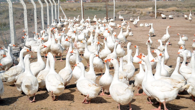 Hobi Tutkusu Çiftlik İşine Dönüştü: 15 Hibe Kaz Alan Girişimci Büyük Bir Çiftlik Kurdu