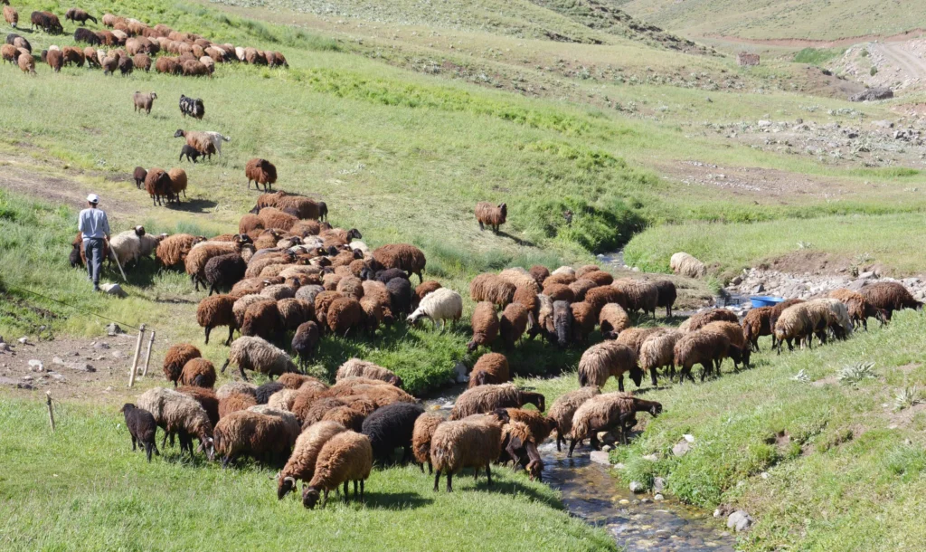 Erzurum, Hayvan Varlığında Türkiye'de 3'üncü Sıraya Geriledi